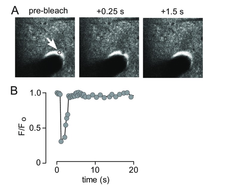 Figure 3—figure supplement 2.