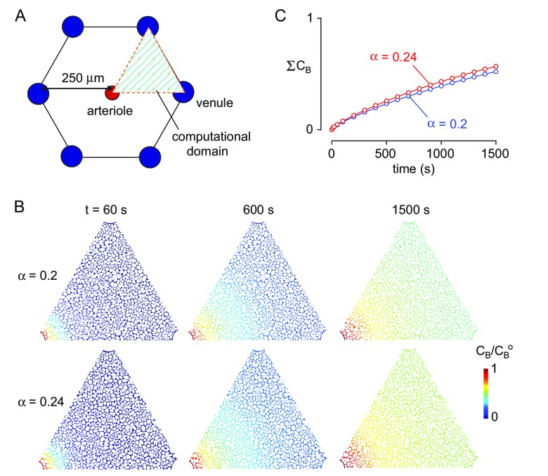 Figure 5—figure supplement 1.