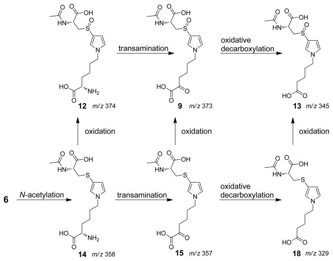 Scheme 3