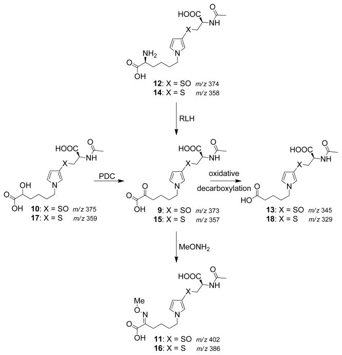 Scheme 4