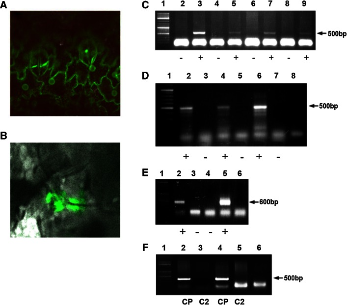 Fig. 8