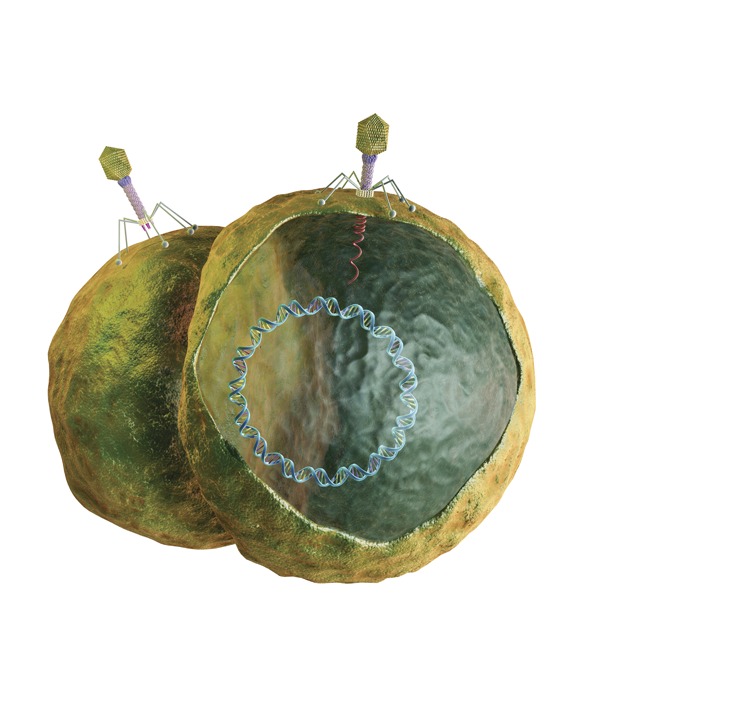How Phages Work