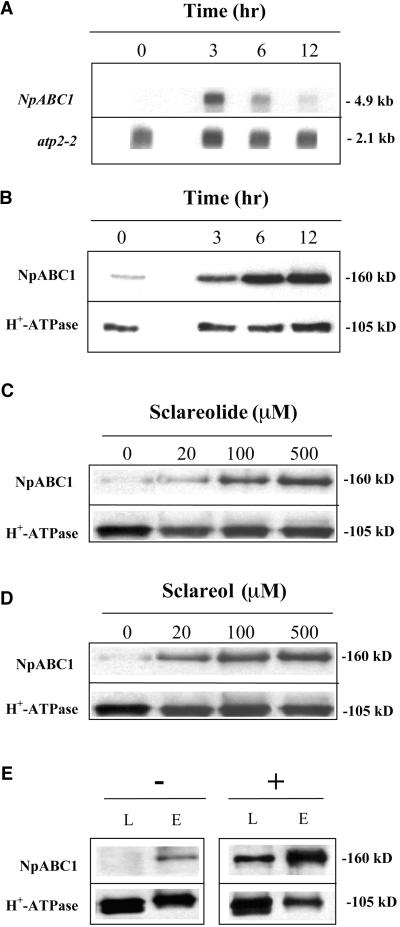 Figure 4.