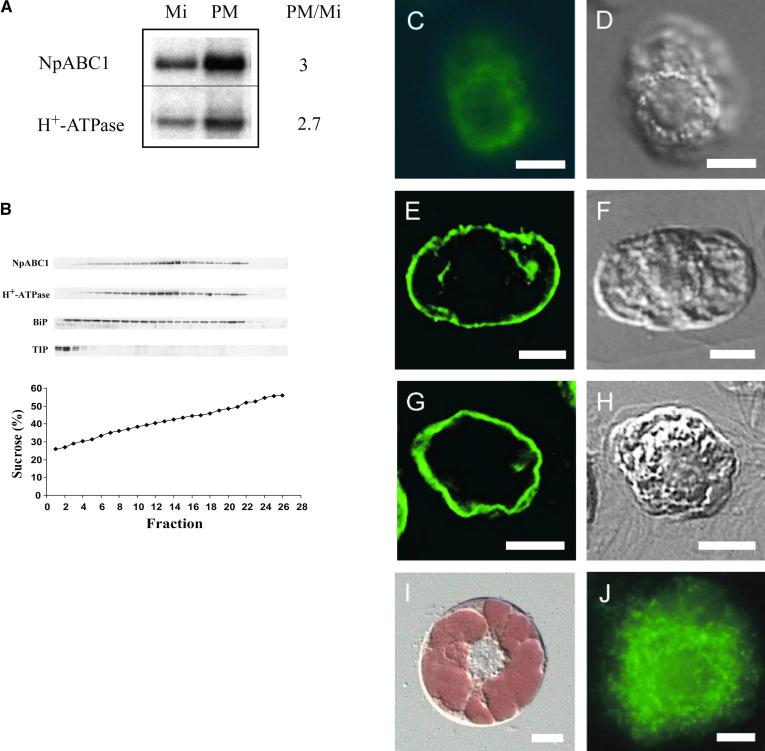 Figure 5.