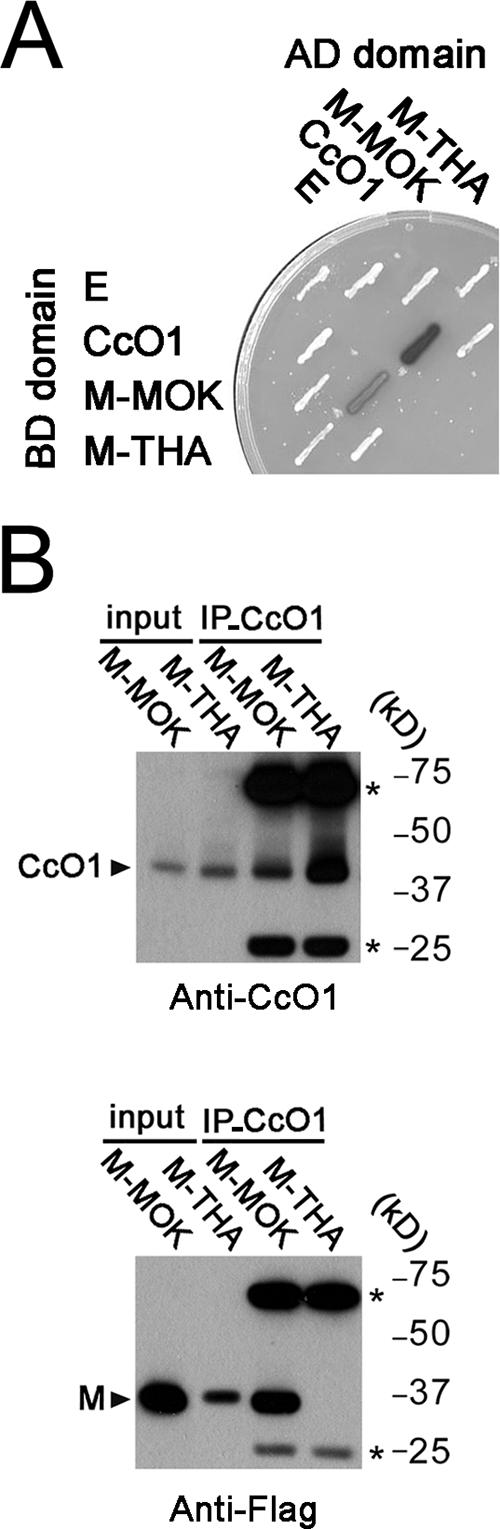 FIG. 5.