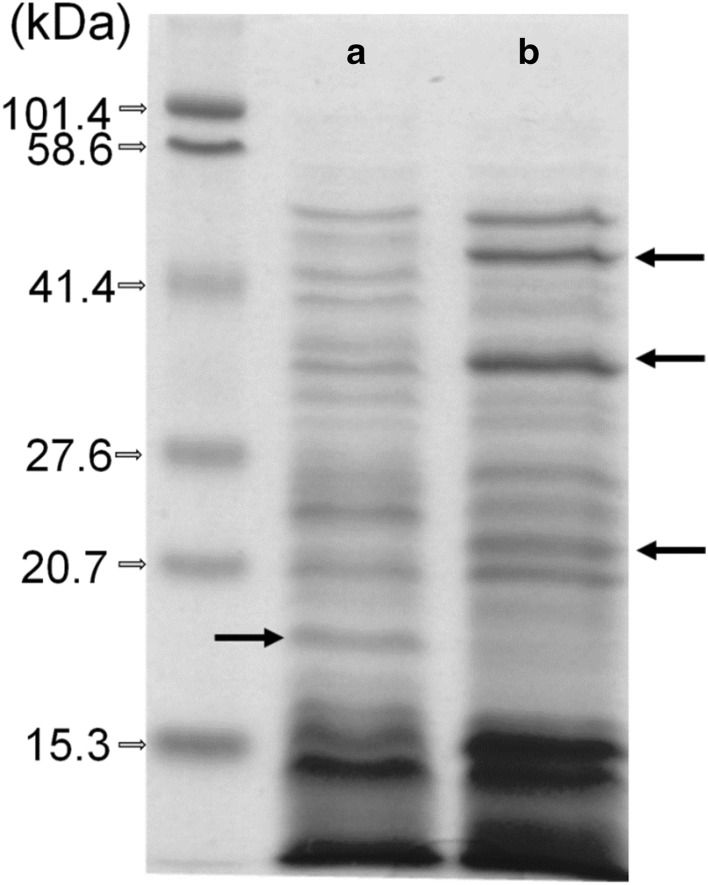 Fig. 1