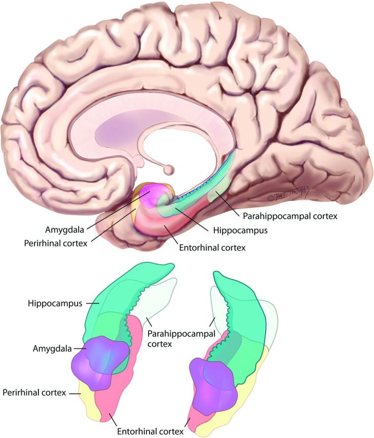 Fig 1.