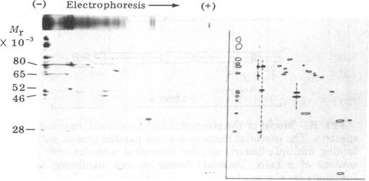 graphic file with name pnas00498-0348-a.jpg