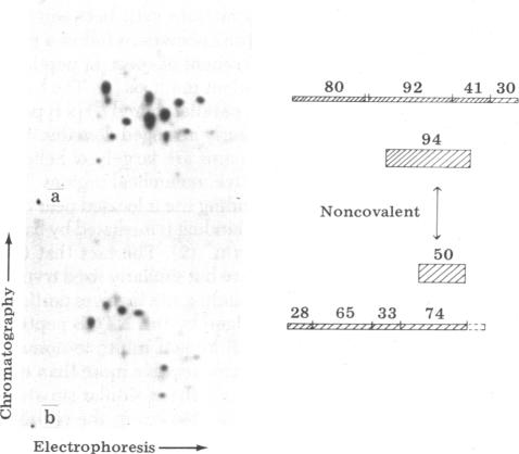 graphic file with name pnas00498-0348-c.jpg