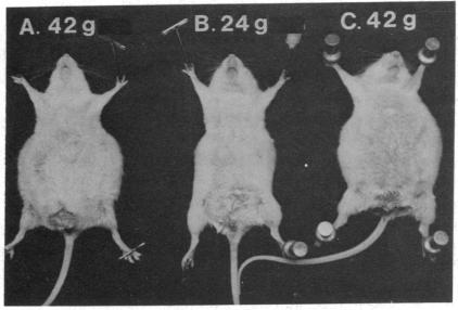 graphic file with name pnas00060-0121-a.jpg