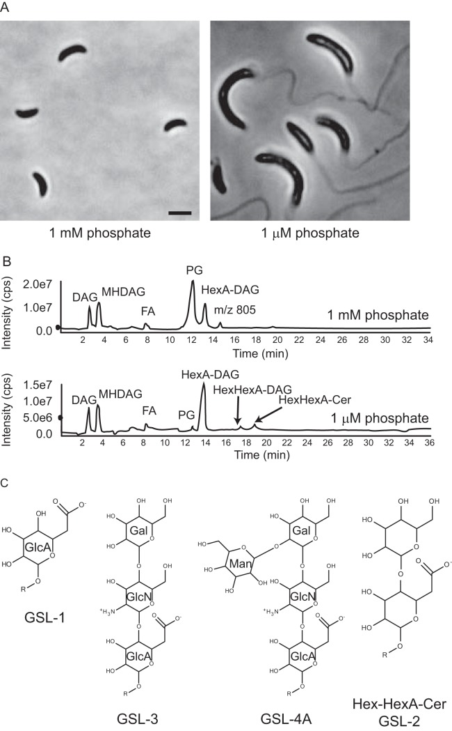 FIG 1