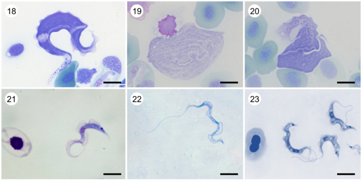 Plate B. 