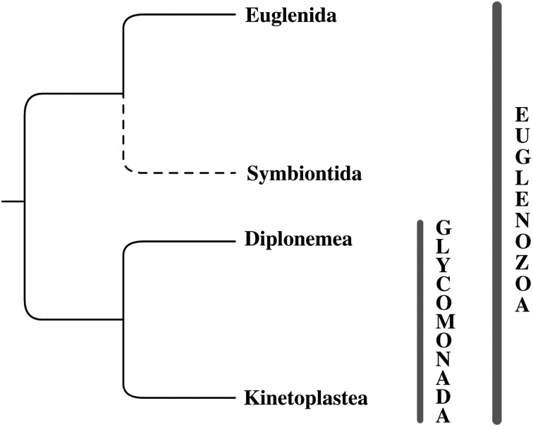 Euglenozoa: taxonomy, diversity and ecology, symbioses and viruses - PMC