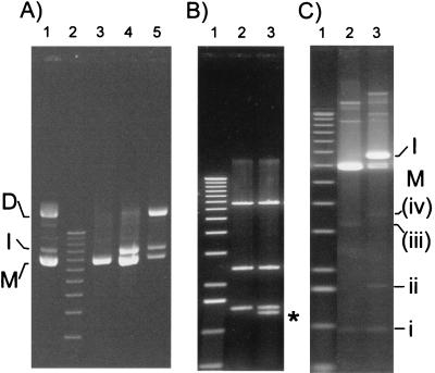 FIG. 2.