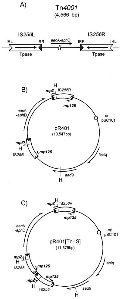 FIG. 1.