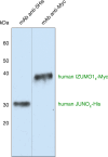 Figure 1—figure supplement 1.