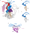 Figure 5—figure supplement 1.