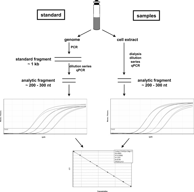 FIG. 1.