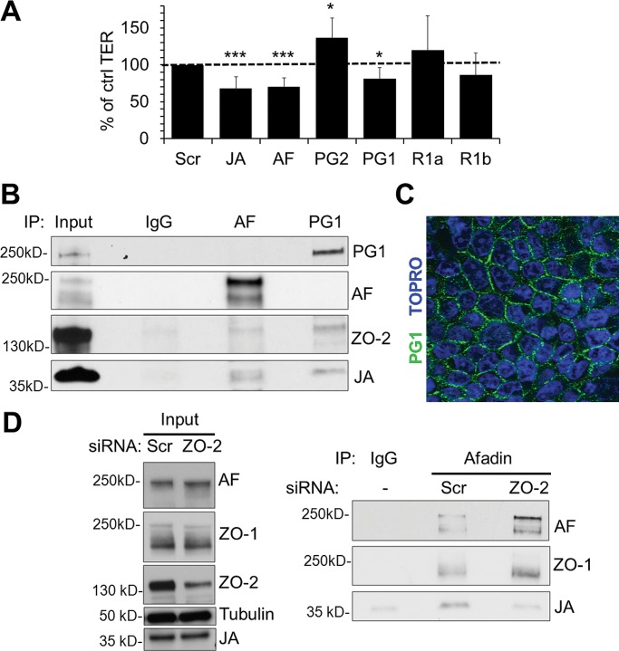 FIGURE 3: