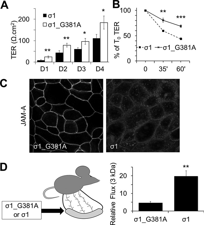 FIGURE 1: