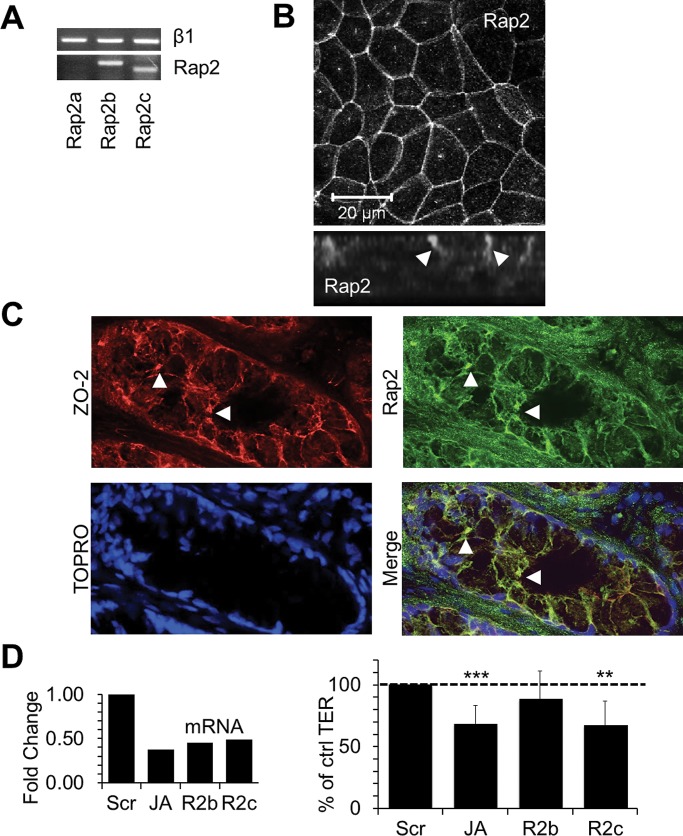 FIGURE 4: