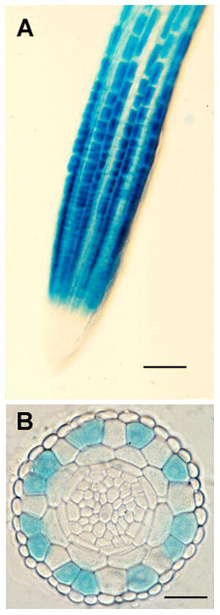 Figure 5.