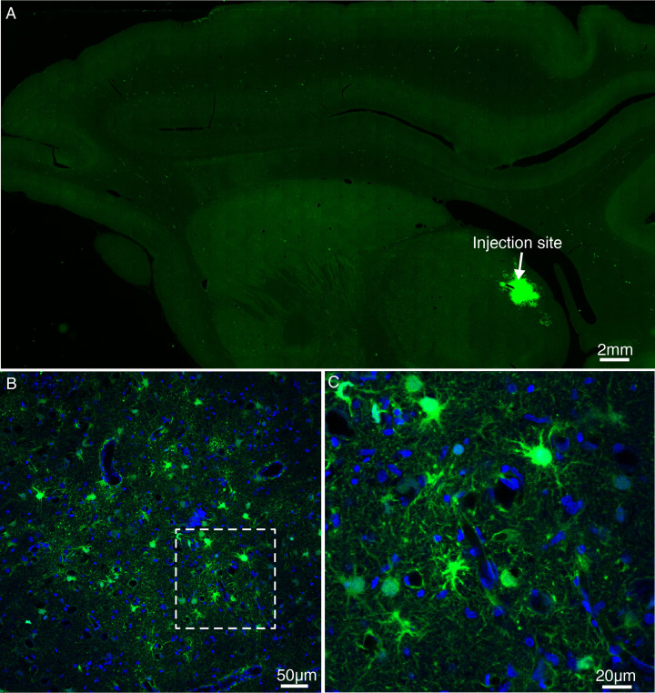 Figure 2—figure supplement 3.