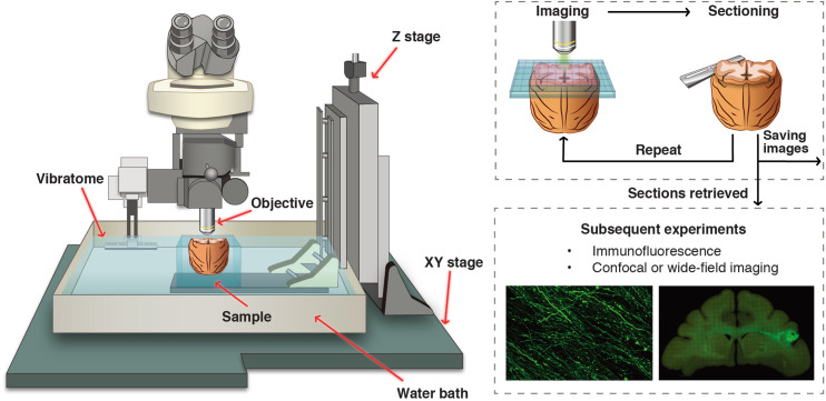 Figure 1—figure supplement 1.