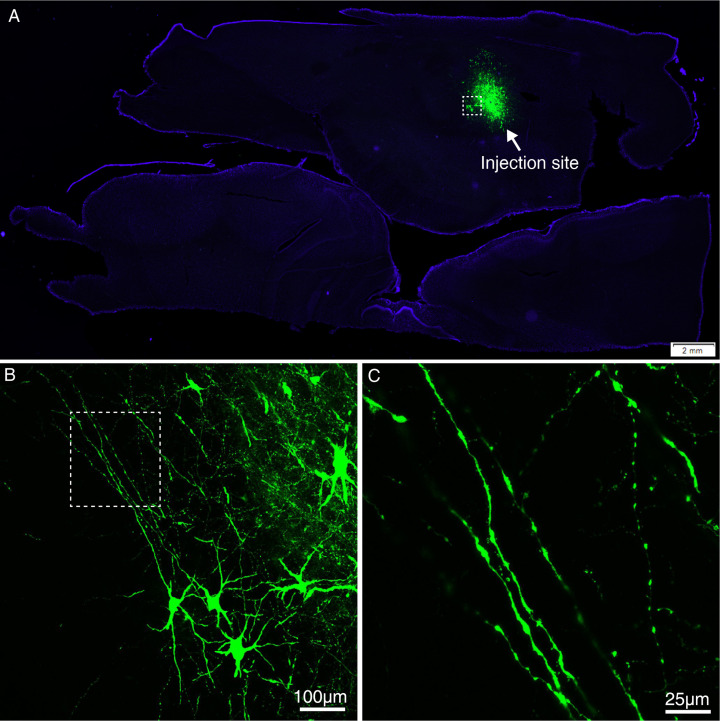 Figure 2—figure supplement 2.