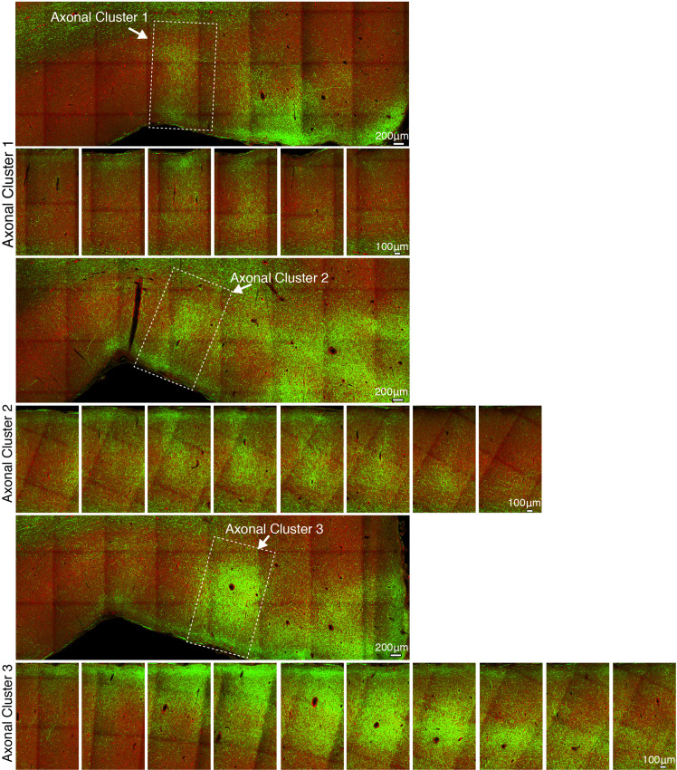 Figure 4—figure supplement 3.