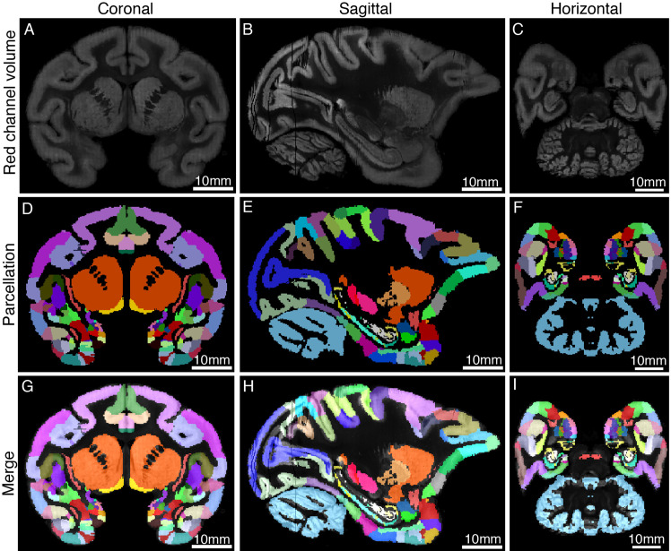 Figure 1—figure supplement 5.