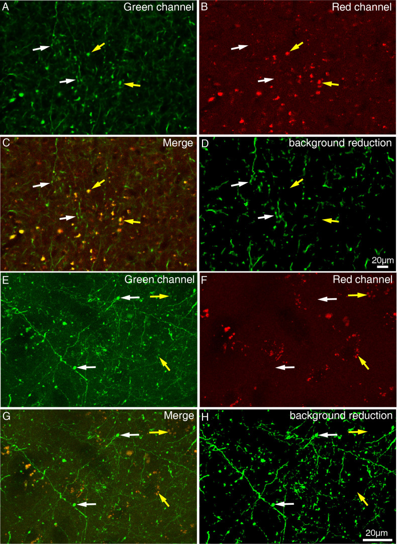 Figure 1—figure supplement 4.