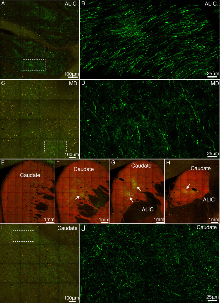 Figure 4—figure supplement 4.