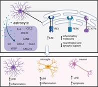 graphic file with name GLIA-70-5-g002.jpg