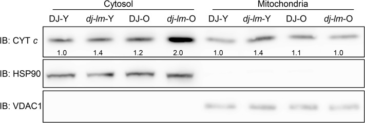 Fig 8