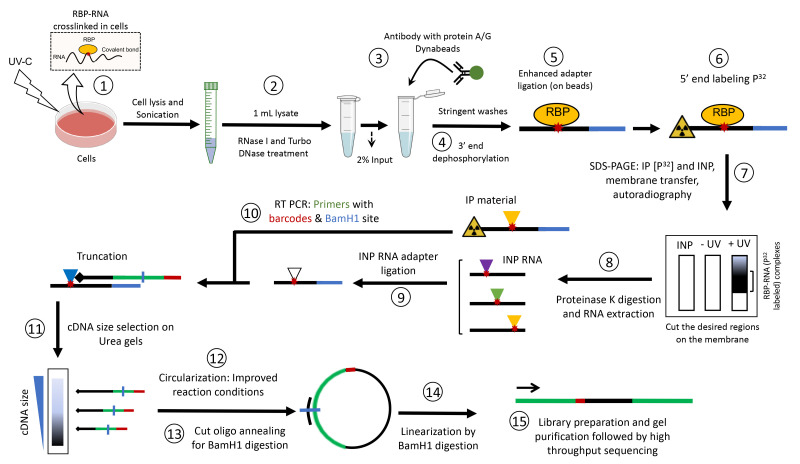 graphic file with name BioProtoc-13-11-4688-ga001.jpg