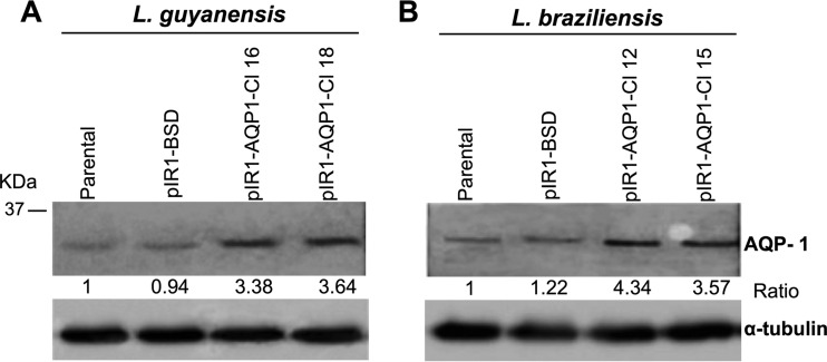 FIG 1