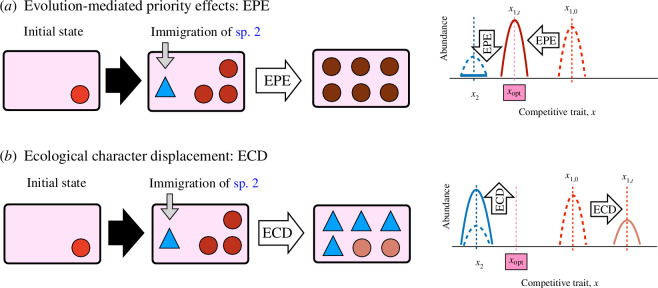 Concepts of evolution-mediated priority effect (EPE) and ecological character displacement (ECD).