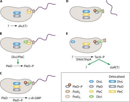 FIG. 4.