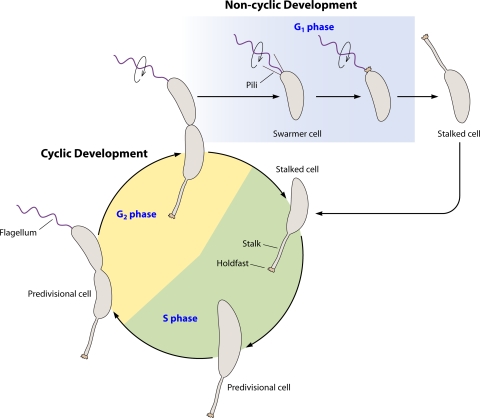 FIG. 1.