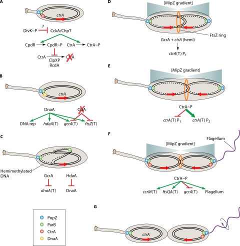 FIG. 2.