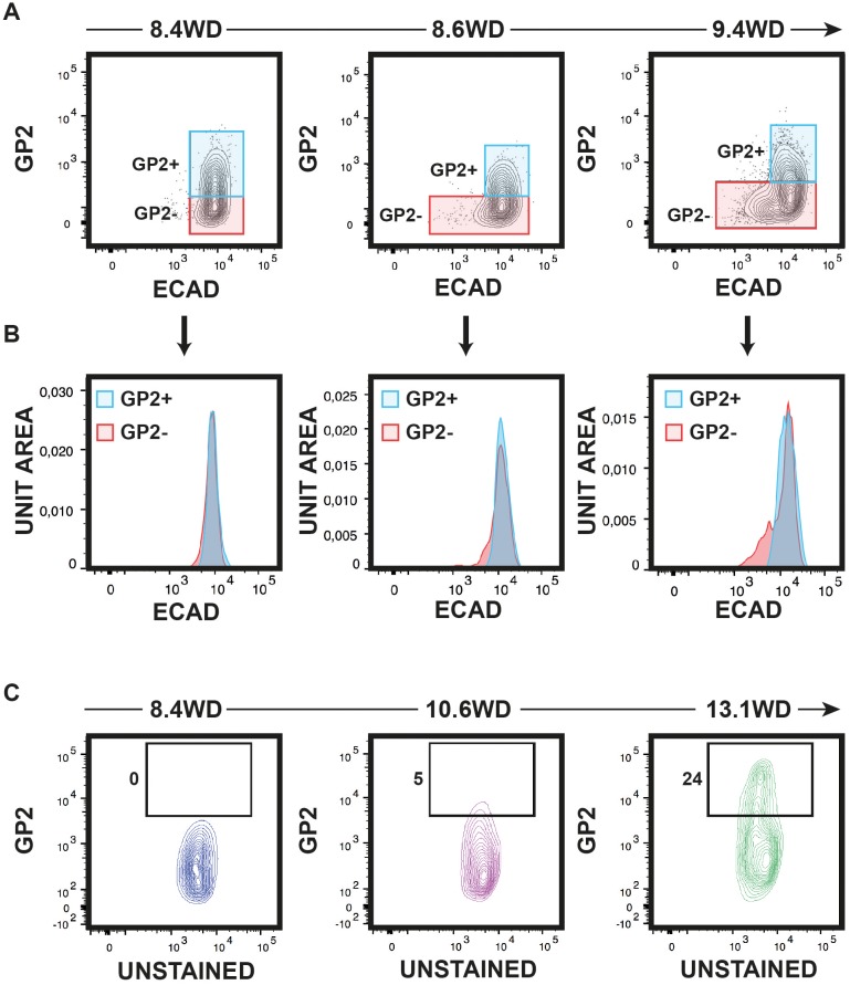 Figure 2—figure supplement 2.