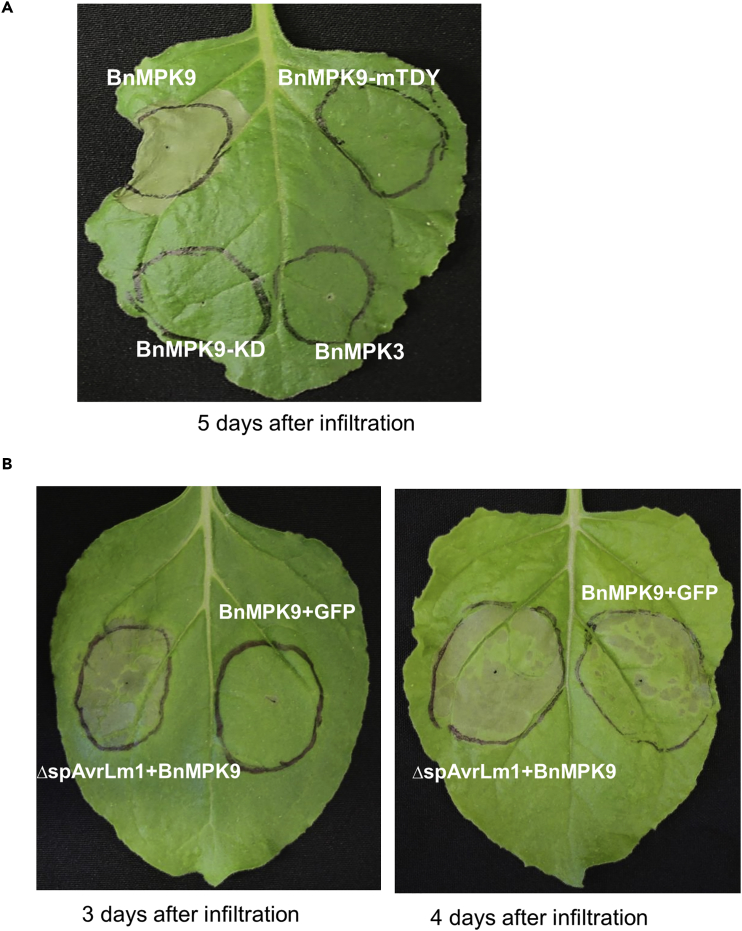Figure 6