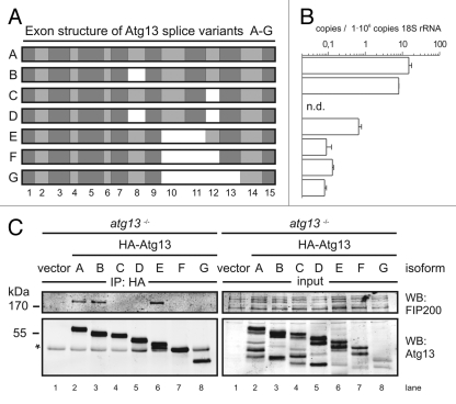 Figure 4.