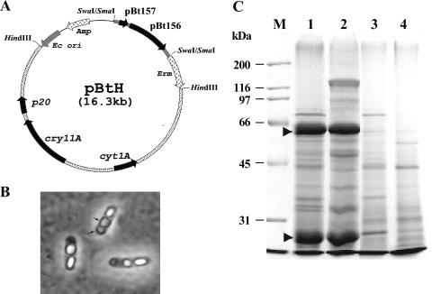 FIG. 3.