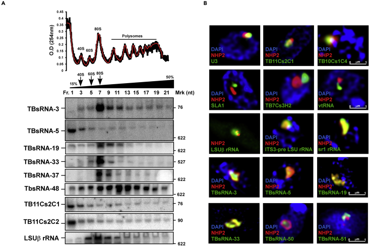 Figure 2