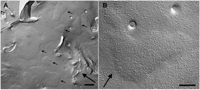 Fig. S1.