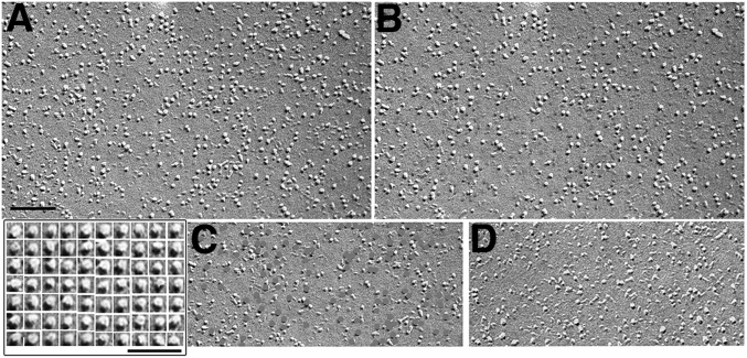 Fig. 9.