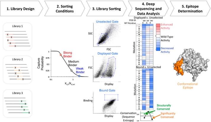 FIGURE 1.