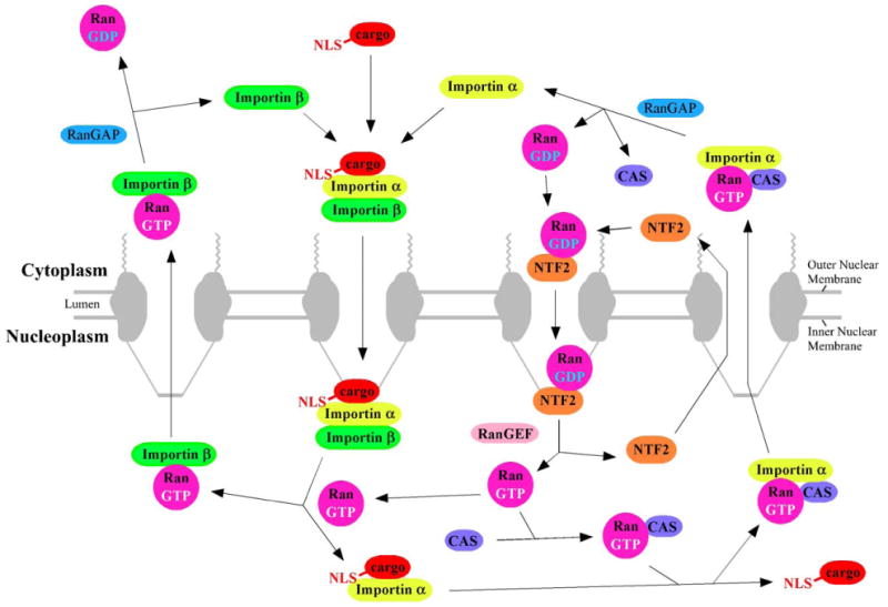 Fig. 2